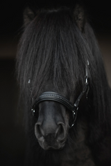 Top Reiter Leather Halter - Snillingur