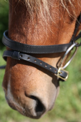 English Noseband with a flash